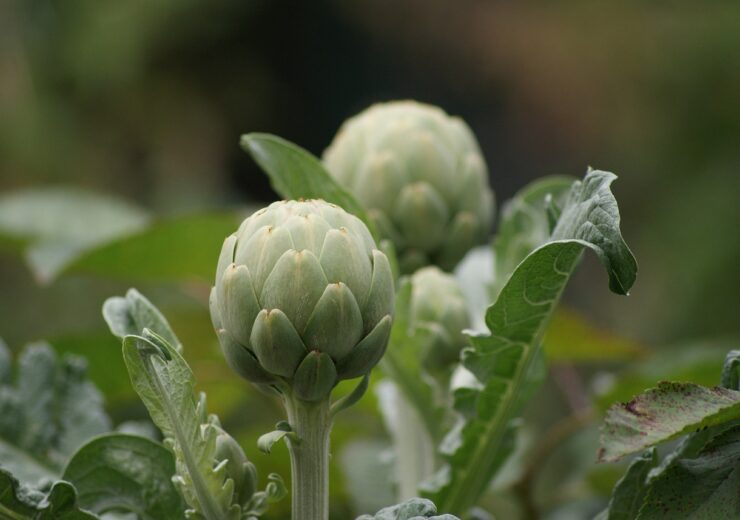 artichoke 4676605 1280