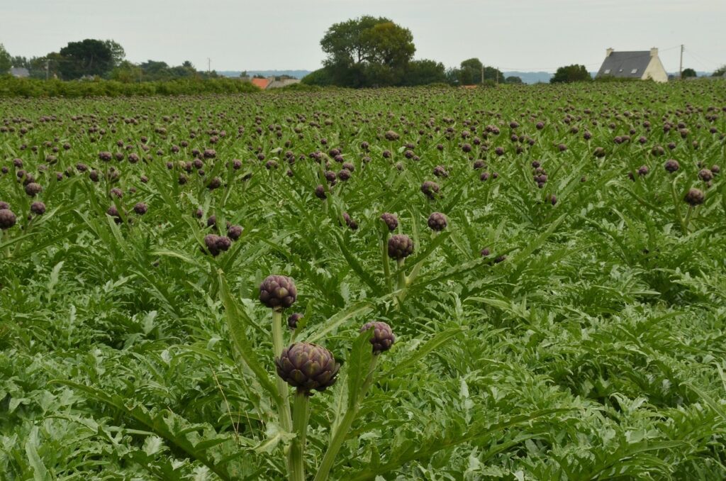 artichoke 1655484 1280
