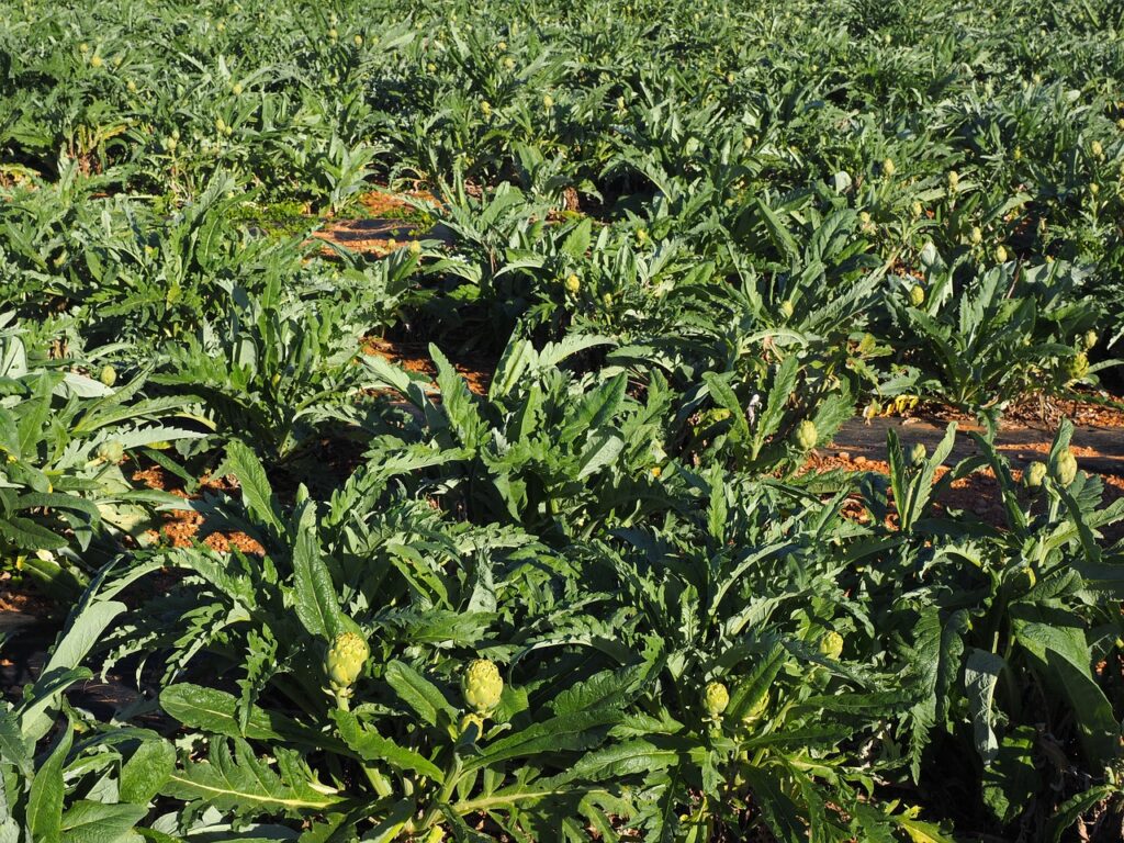 field 1117360 1280