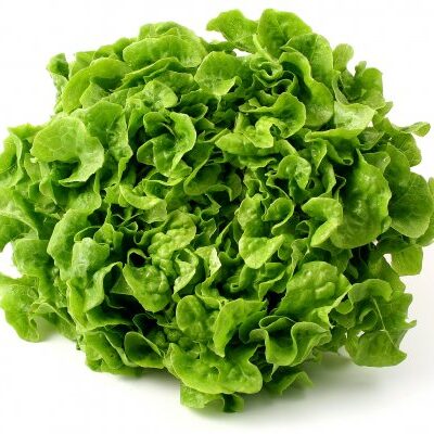 enciam de fulla de roure verd eco 3j5